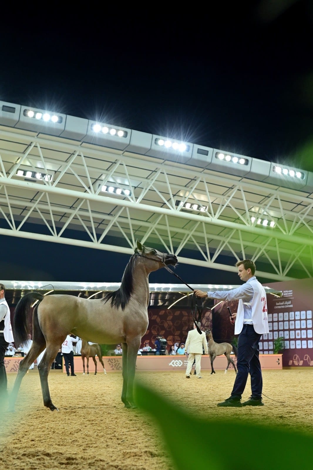 Horse Shows
